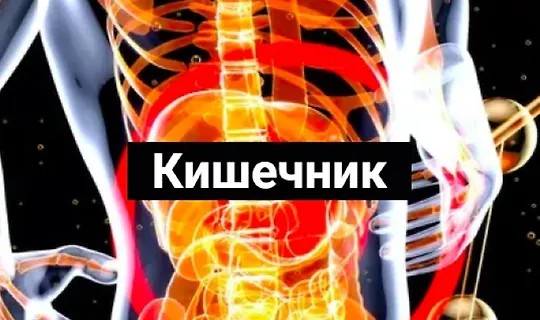 Кишечник (2024)